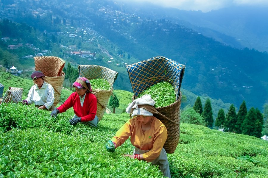 Darjeeling Tour